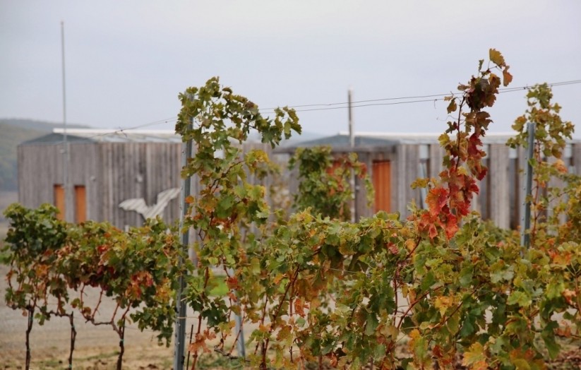 Liliac asteapta cresterea cifrei de afaceri in 2017