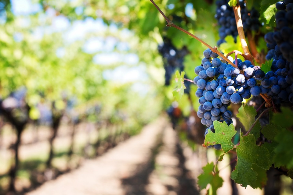 Productie vin