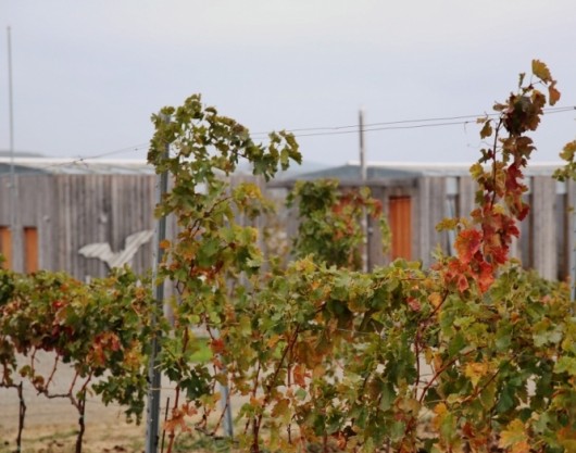 Liliac asteapta cresterea cifrei de afaceri in 2017